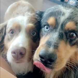 Meet your Posher, Scarlett